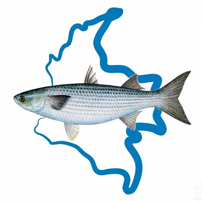 Acictios-catalogo-peces-colombianos-800x800px Acictios- Catalogo de peces Colombianos
